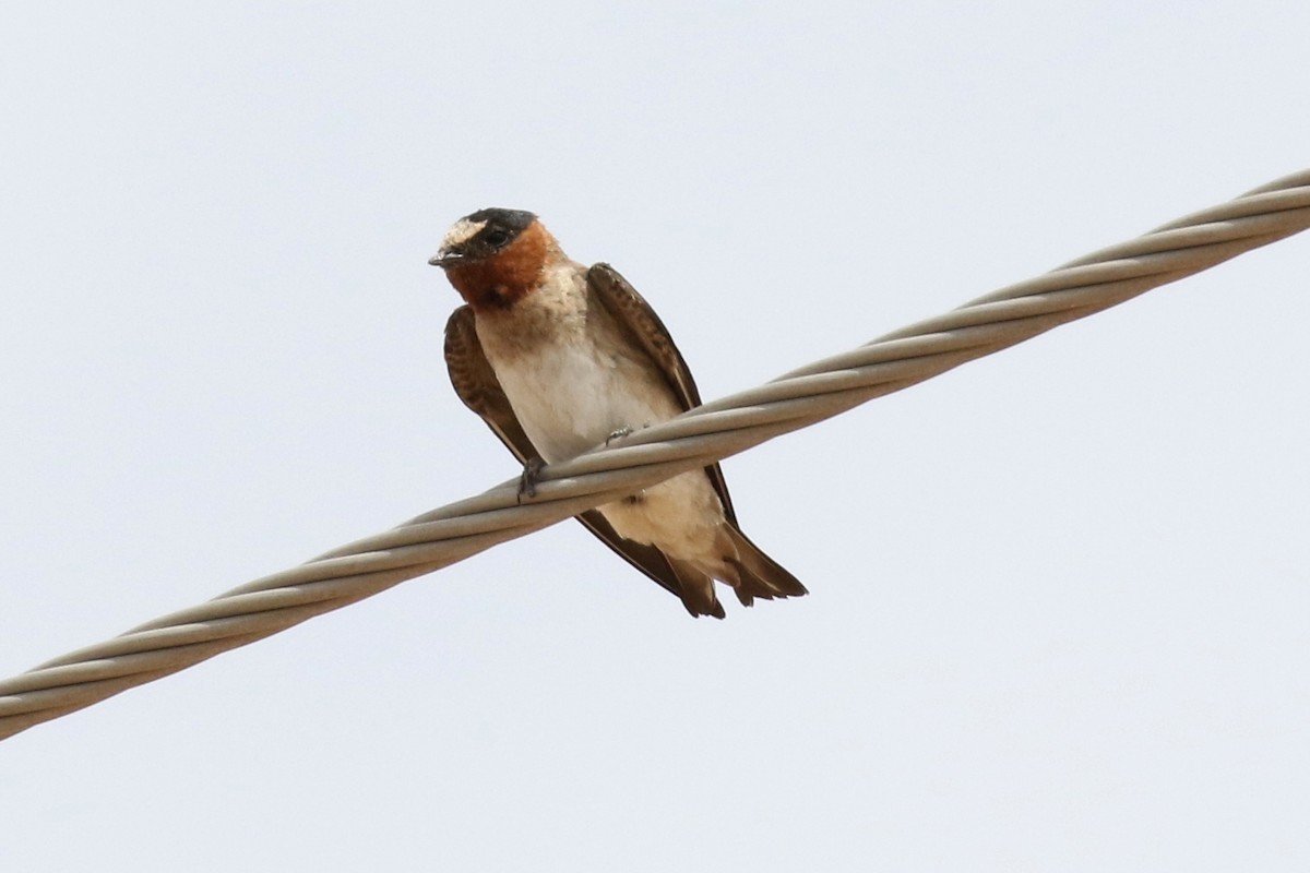 Cliff Swallow - Lindsay Story
