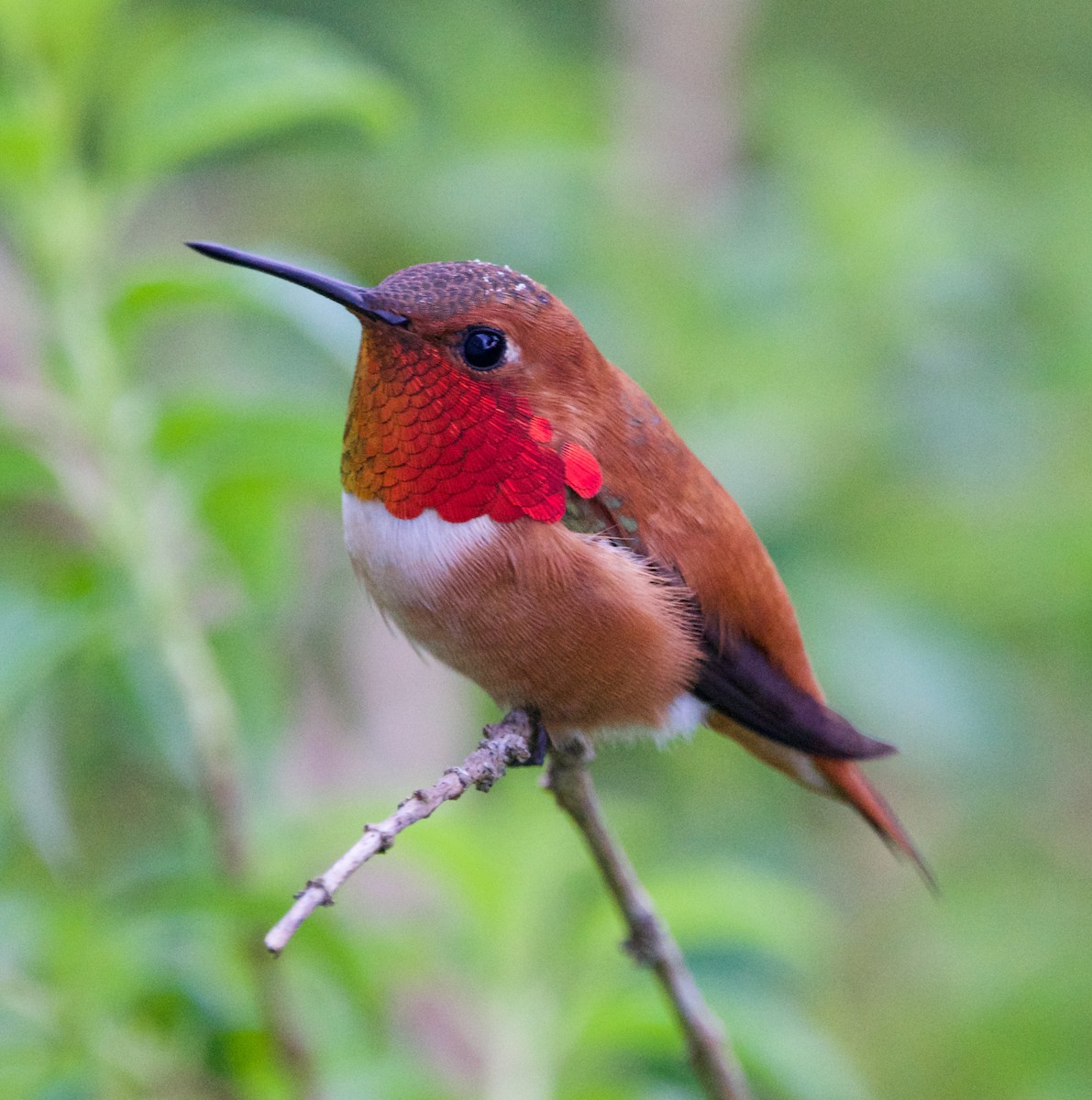 Rufous Hummingbird - Kevin Scaldeferri