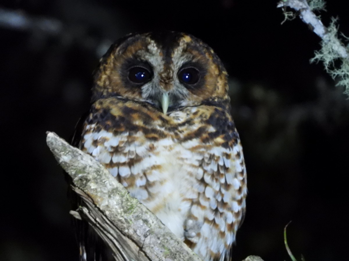Rufous-banded Owl - ML318373231