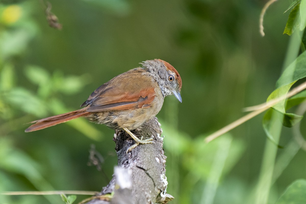 Sooty-fronted Spinetail - ML318378991
