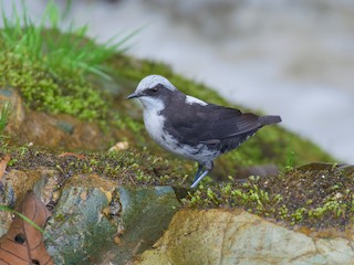  - White-capped Dipper