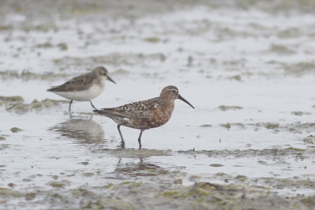 Curlew Sandpiper - Dave Beeke