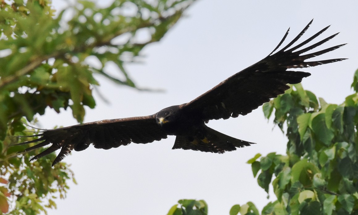 Black Eagle - H Nambiar