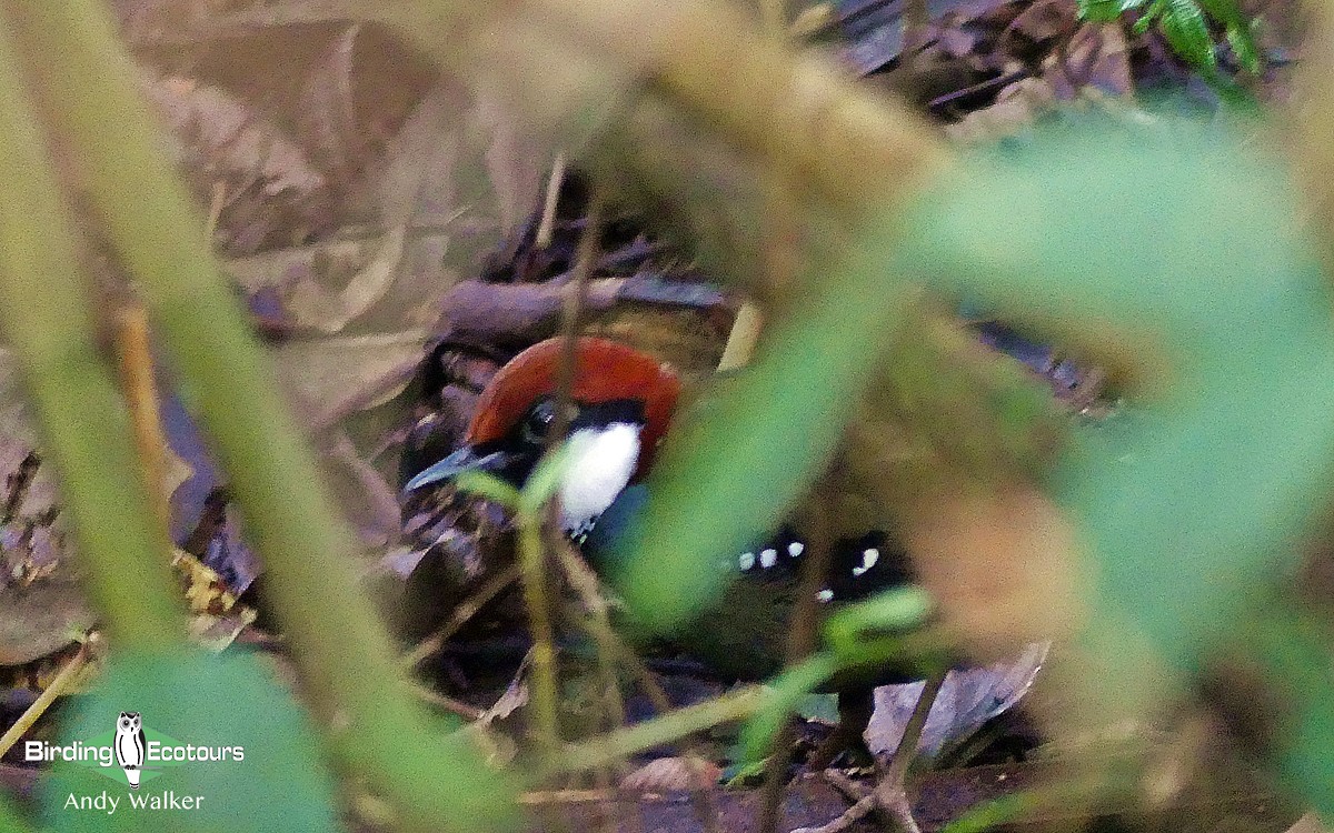 Spotted Jewel-babbler - Andy Walker - Birding Ecotours