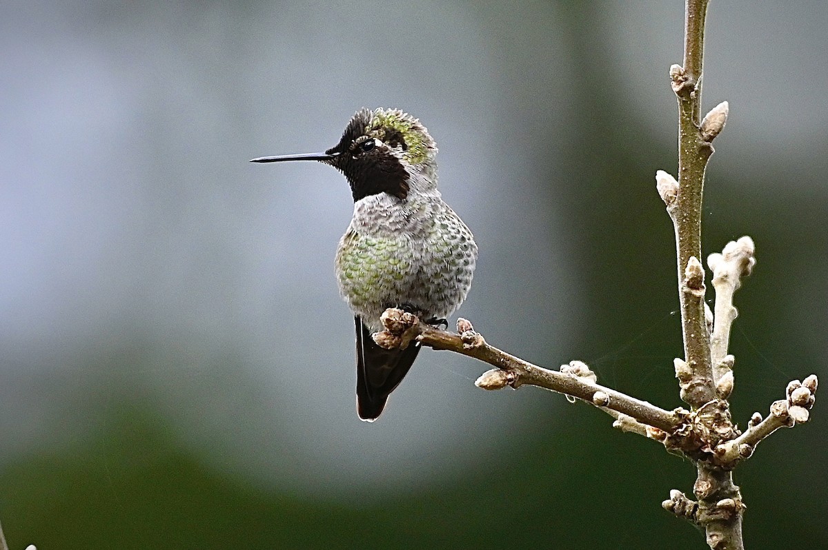 Anna's Hummingbird - ML318382511