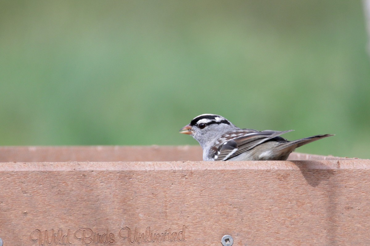 White-crowned Sparrow (leucophrys) - ML318385081