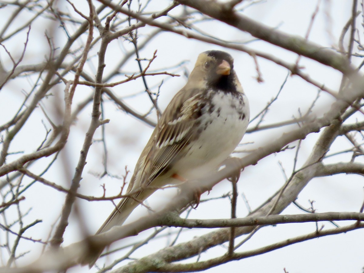 Harris's Sparrow - ML318385481