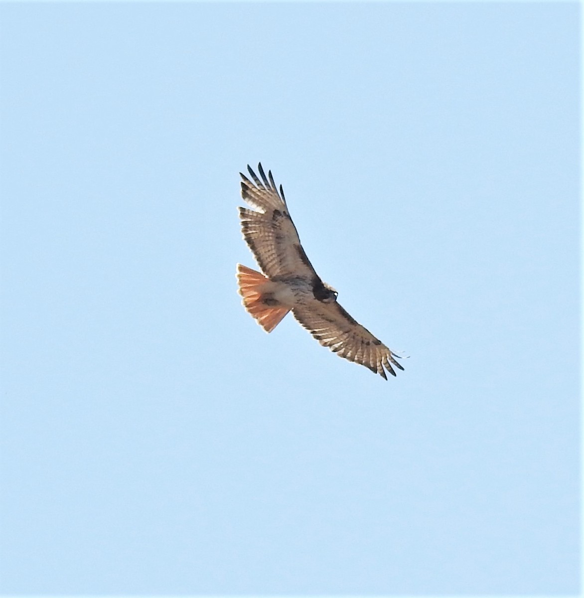 Red-tailed Hawk (borealis) - ML318386331