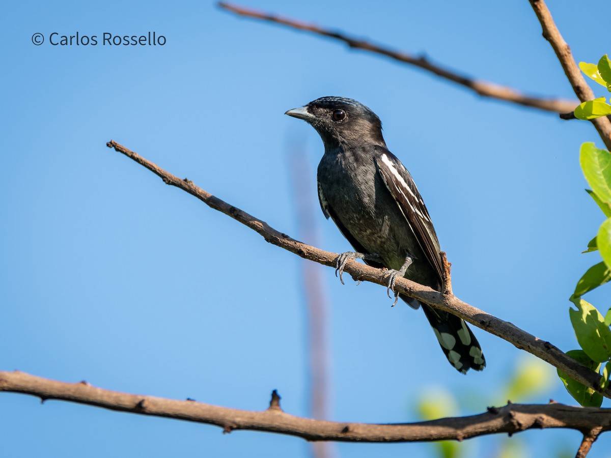 White-winged Becard - Carlos Rossello