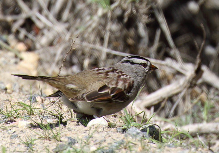 White-crowned Sparrow - ML318391391
