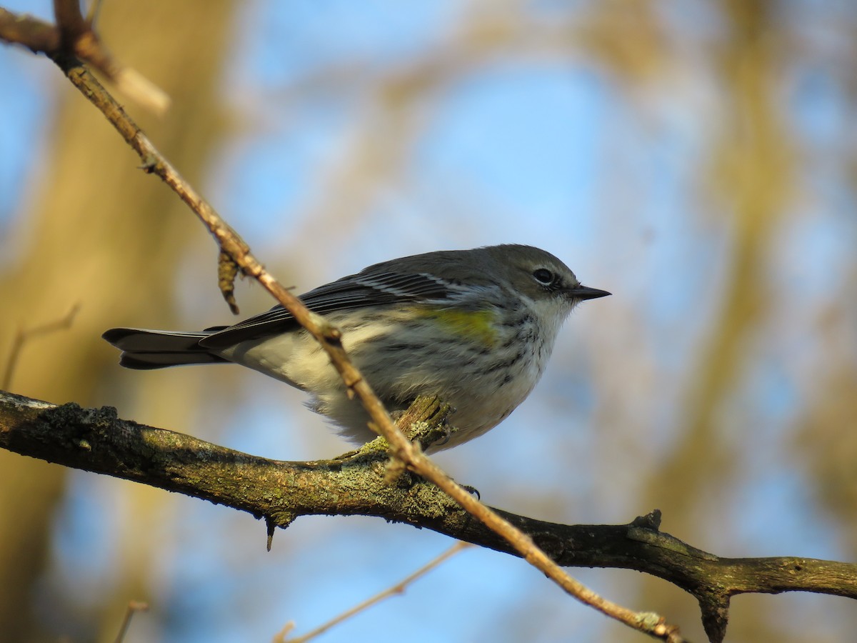 Yellow-rumped Warbler - Janice Farral