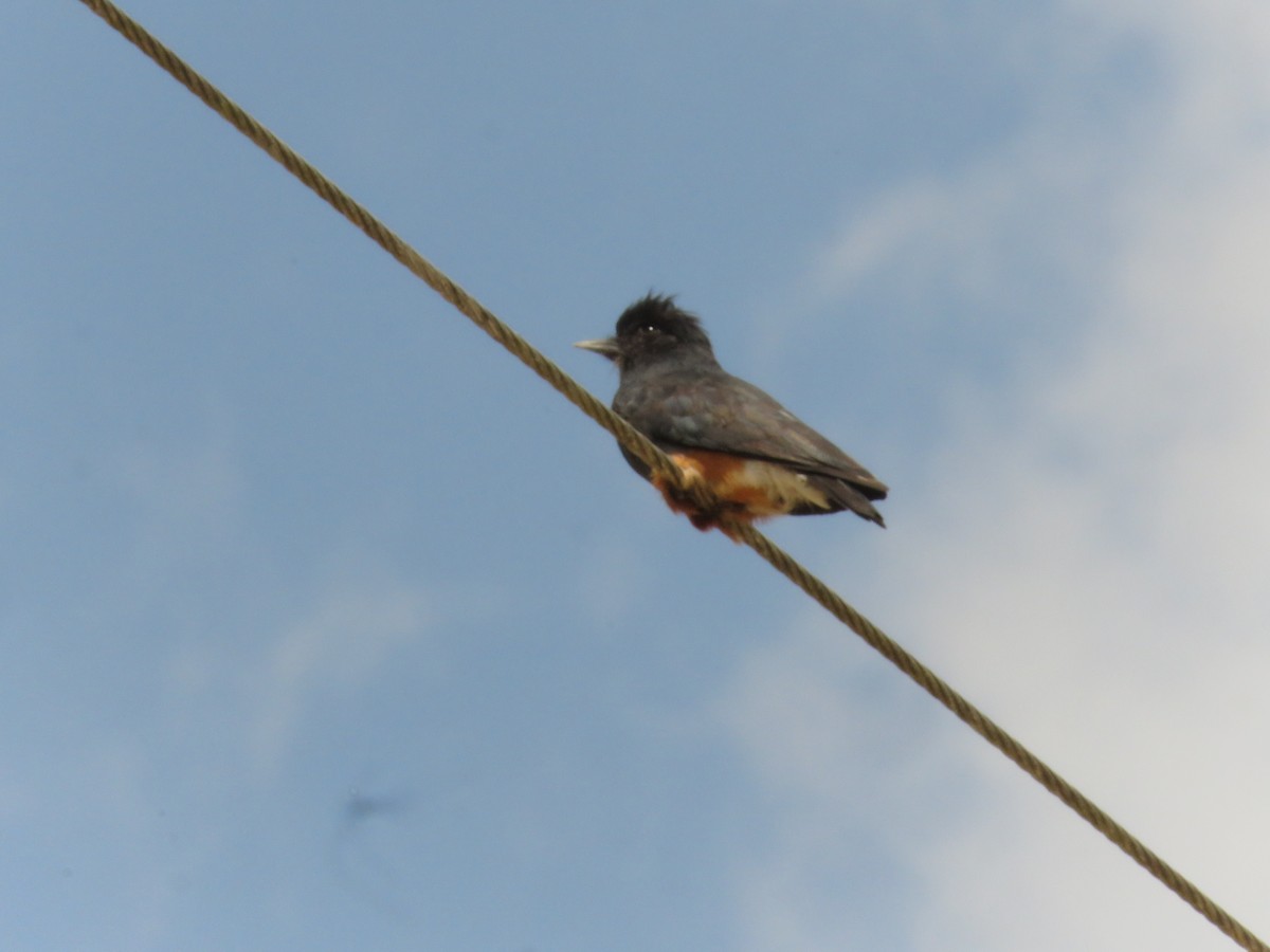 Swallow-winged Puffbird - ML318403991