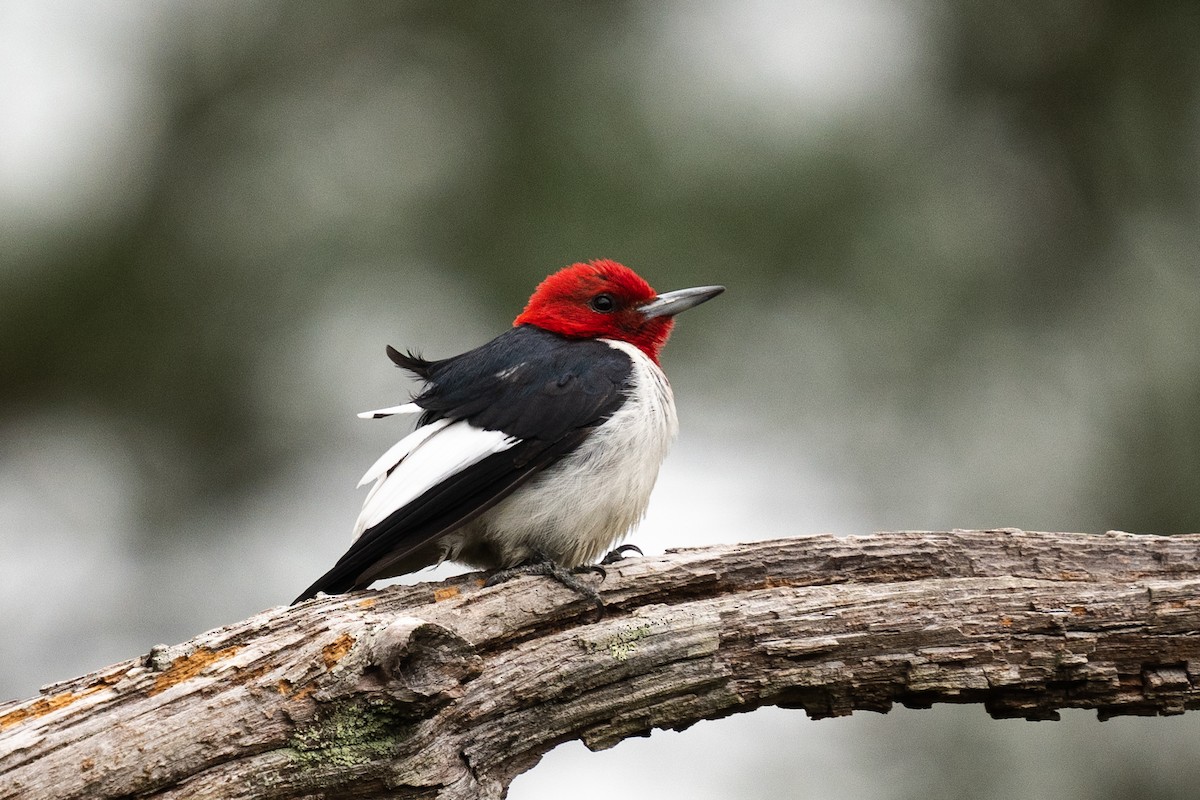 Red-headed Woodpecker - Justin Bright