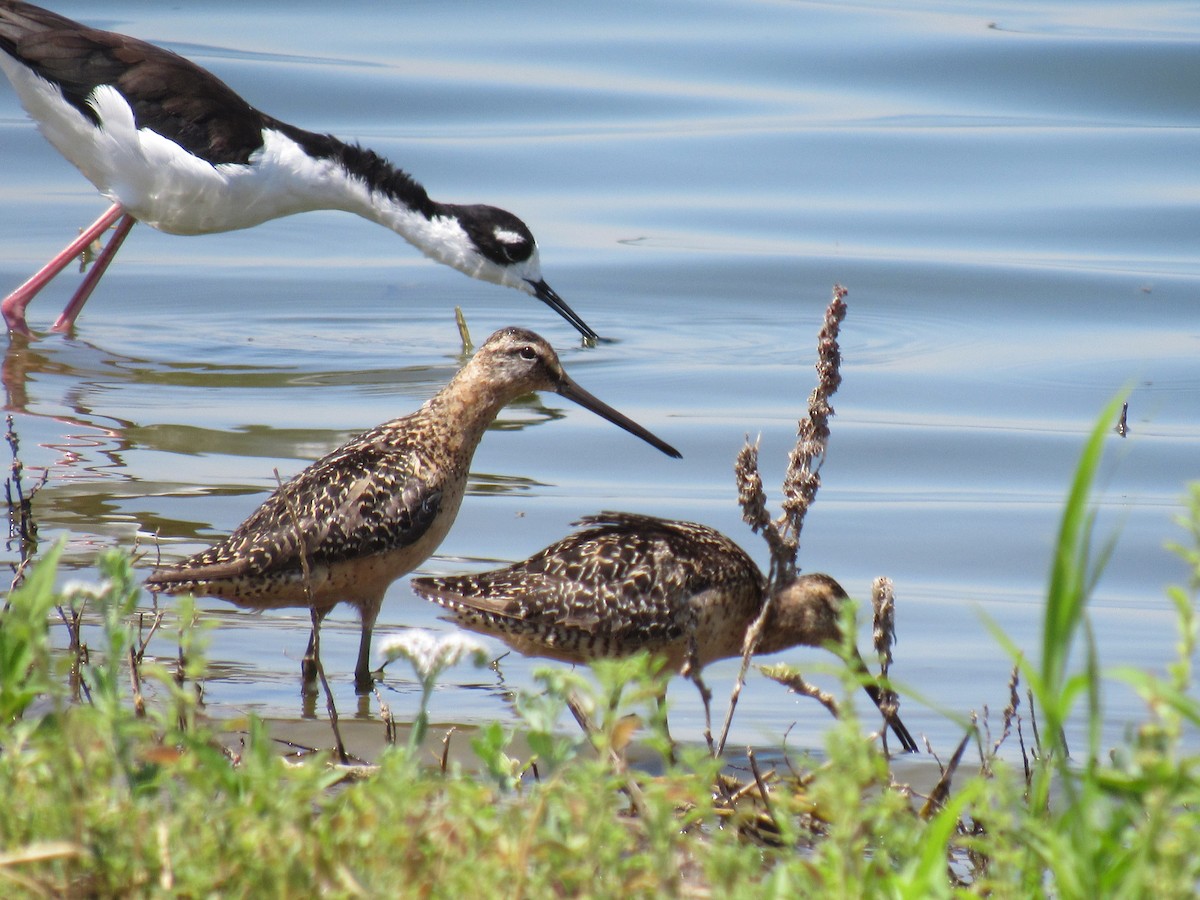 Long-billed Dowitcher - ML31840981