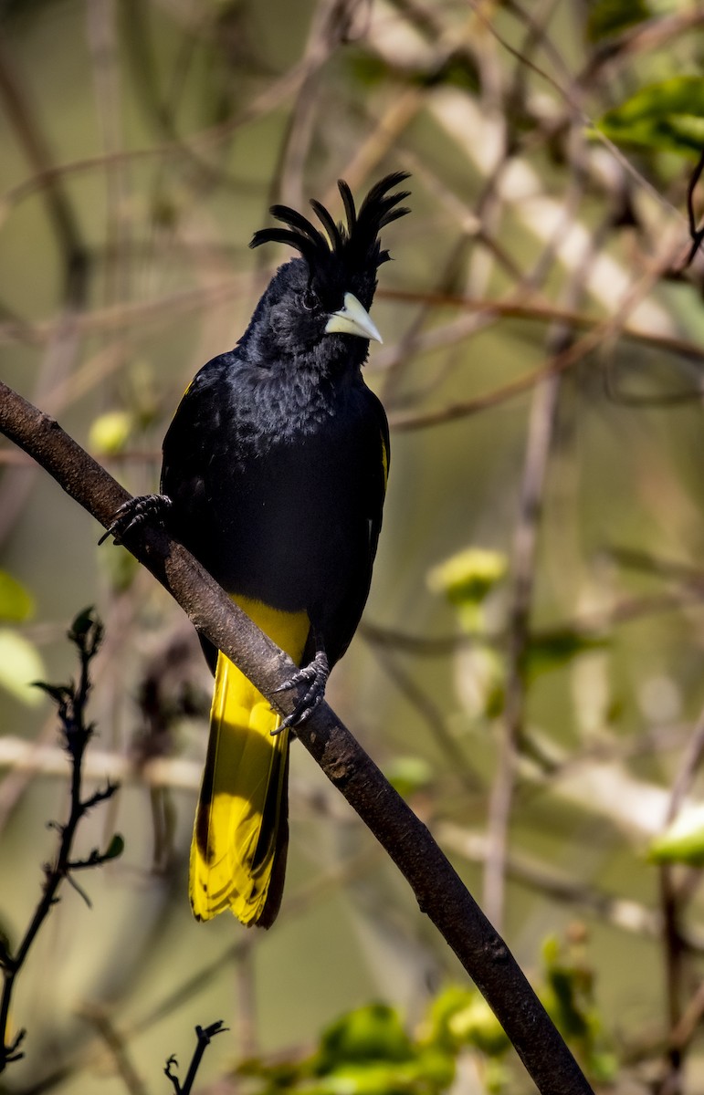 Yellow-winged Cacique - ML318412441