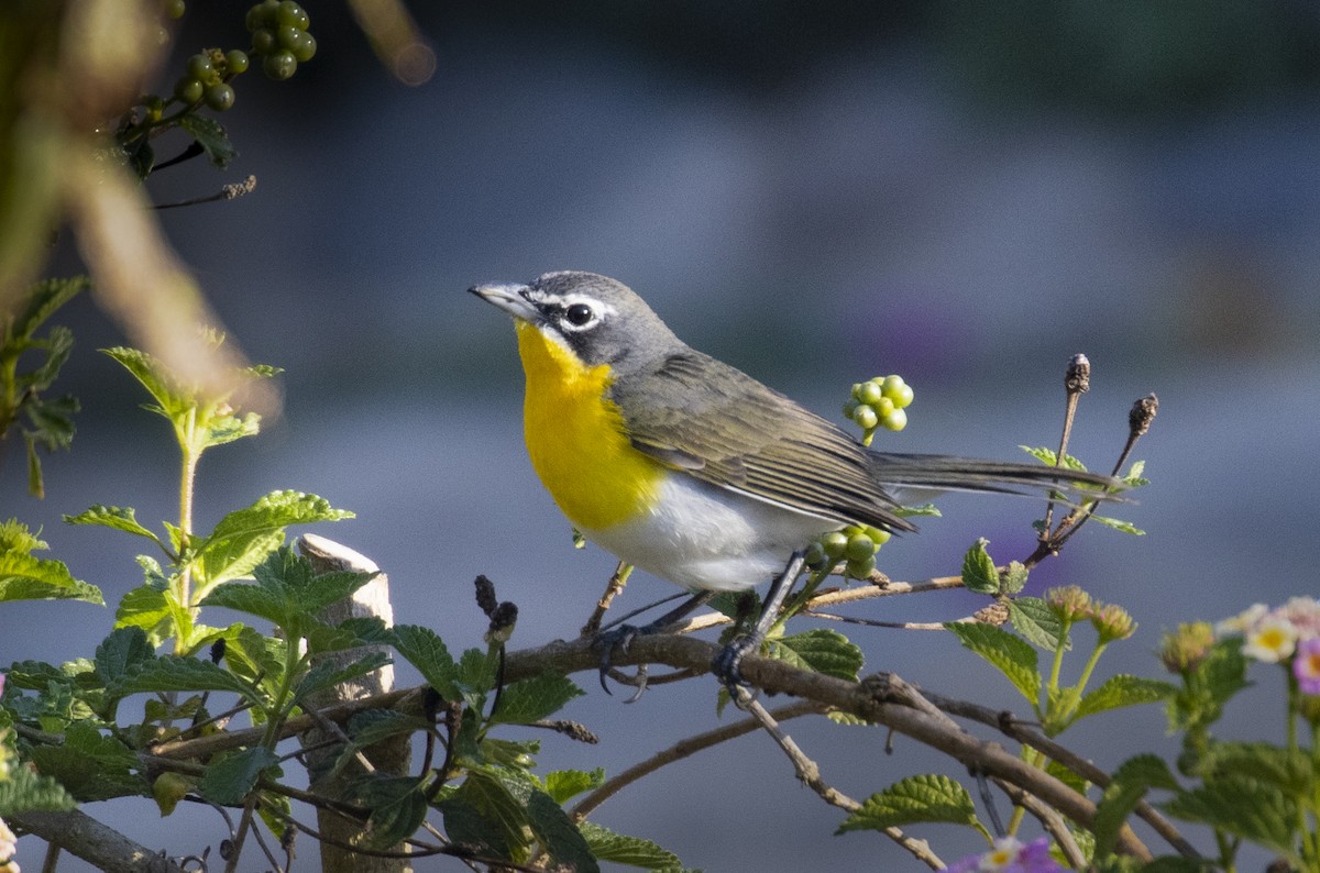 Yellow-breasted Chat - ML318412611