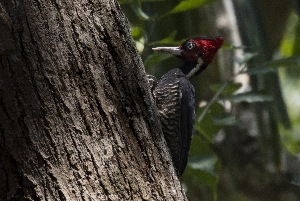 Pale-billed Woodpecker - ML318412781
