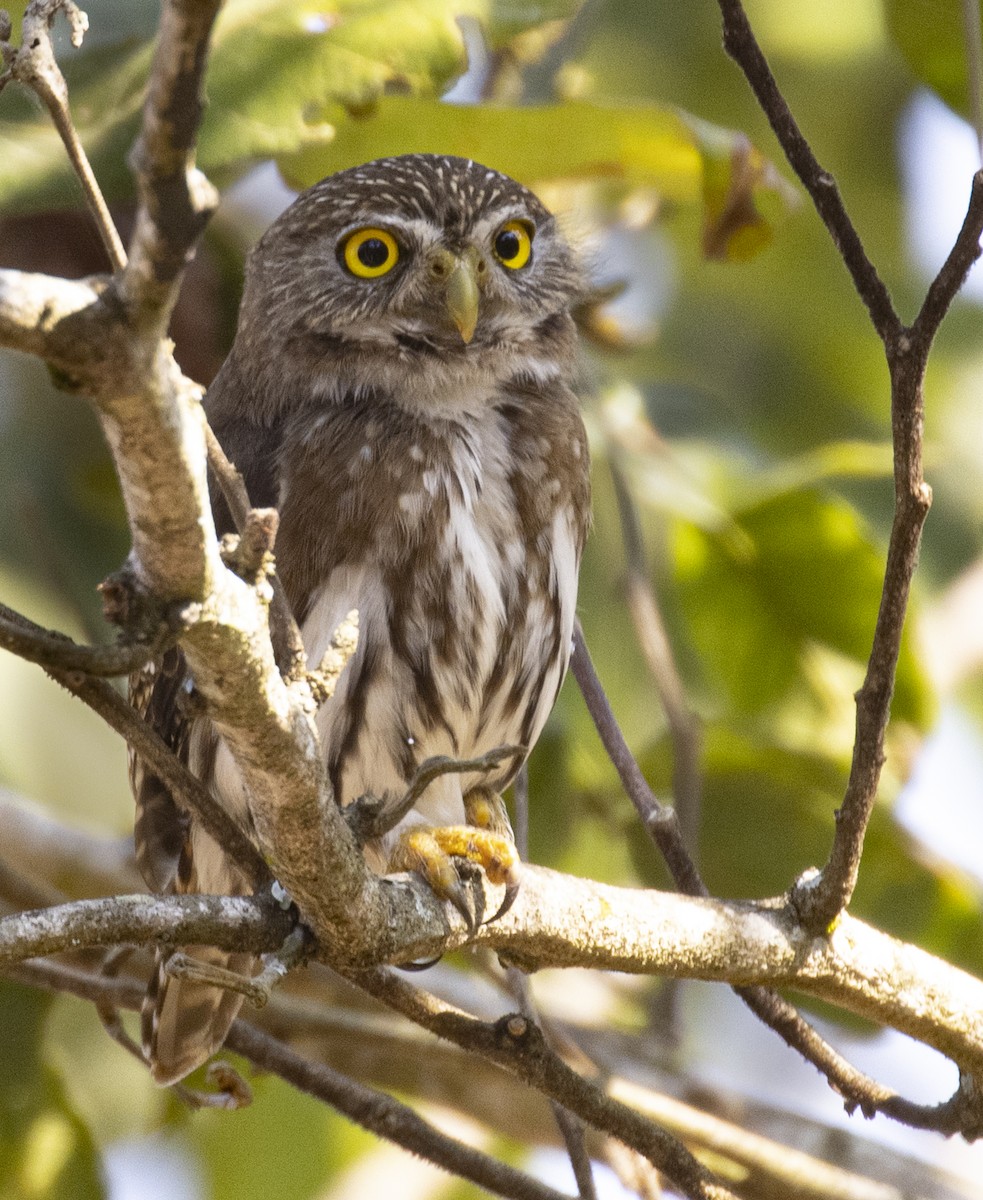 Ferruginous Pygmy-Owl - ML318412801