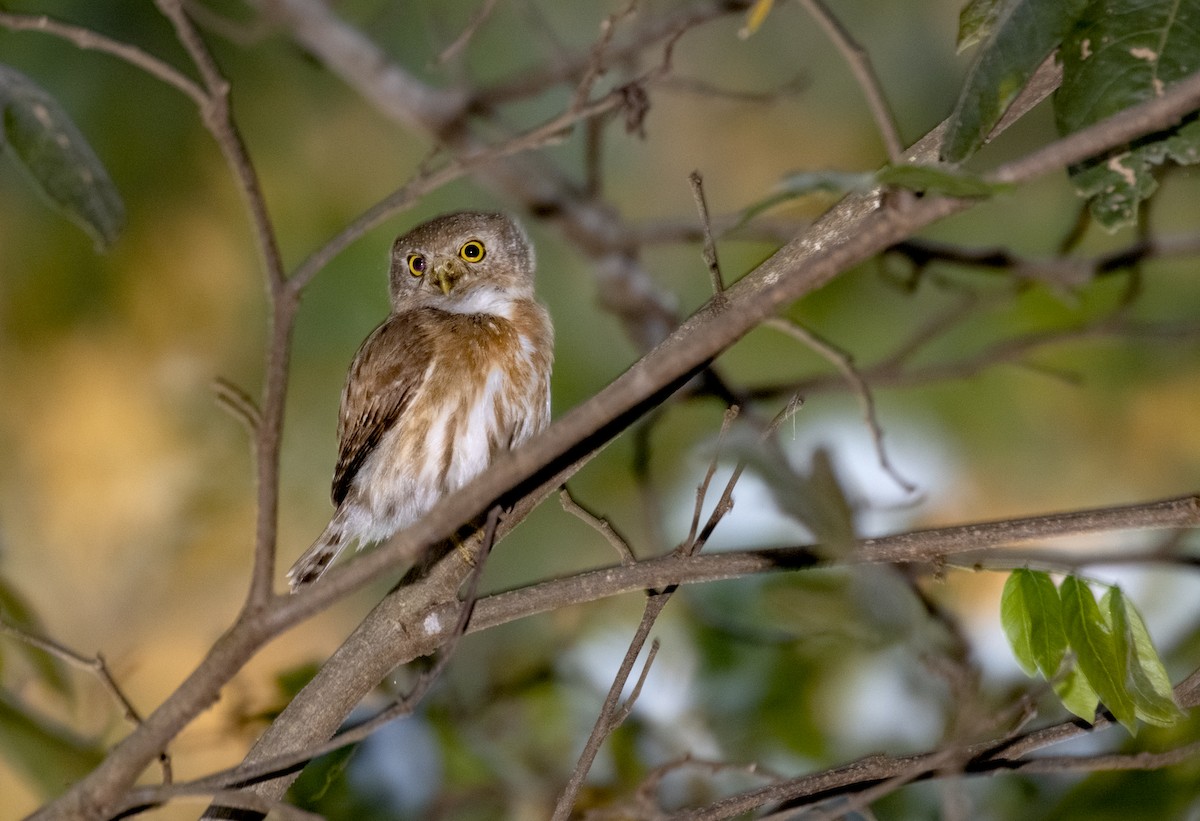 Colima Pygmy-Owl - ML318412841