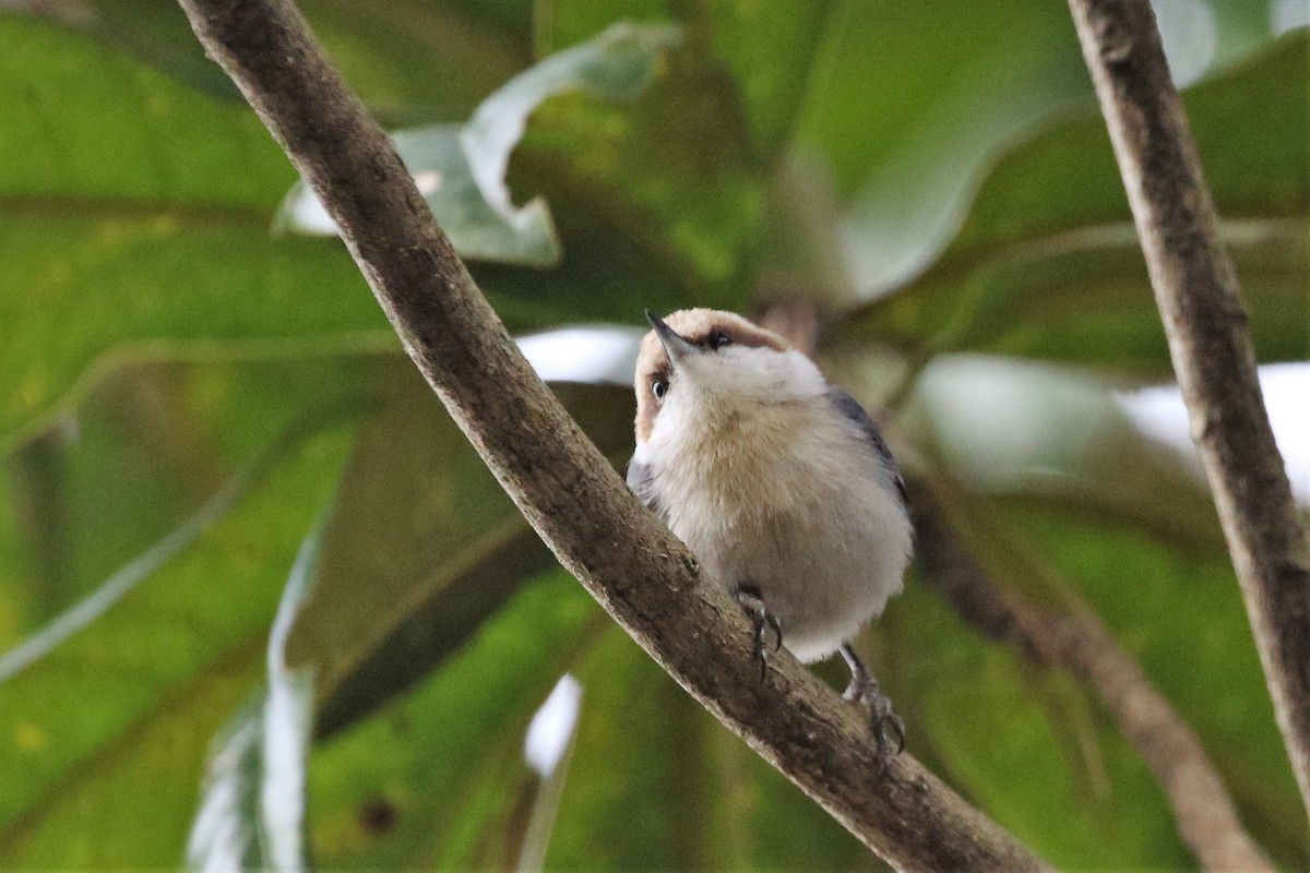 Brown-headed Nuthatch - ML318414031