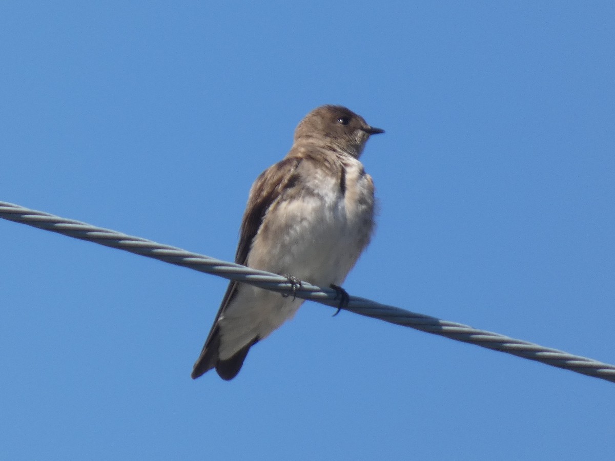 Northern Rough-winged Swallow - Donald Wellmann
