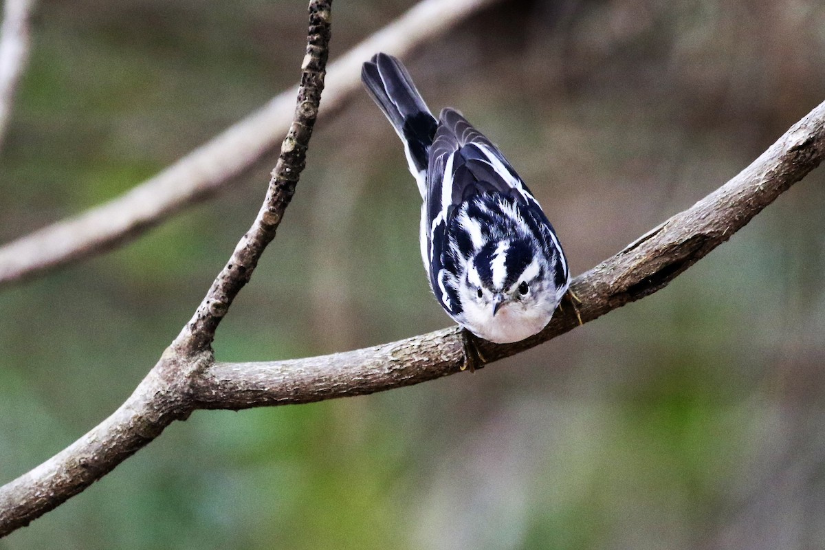 Black-and-white Warbler - ML318414561