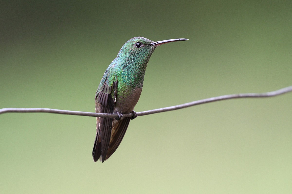 Green-bellied Hummingbird - Fabrice Schmitt