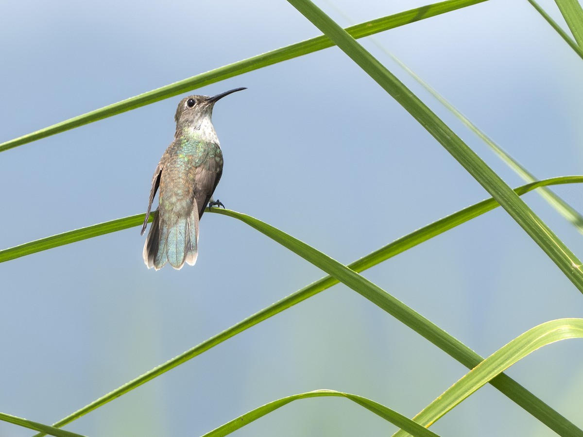 Olive-spotted Hummingbird - ML318417641