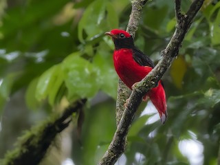 Black Necked Red Cotinga Phoenicircus Nigricollis Birds Of The World
