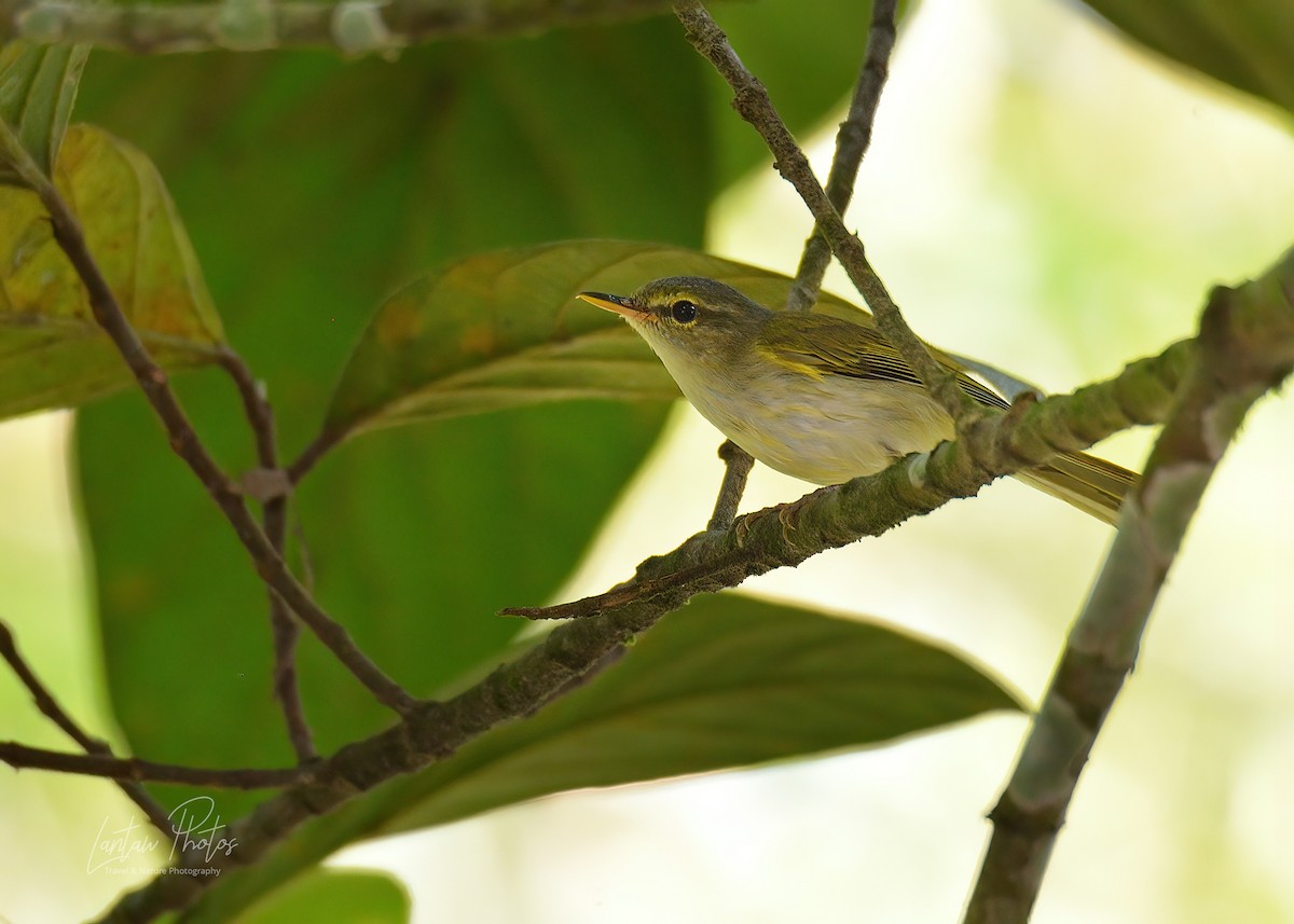 Philippine Leaf Warbler - ML318422901