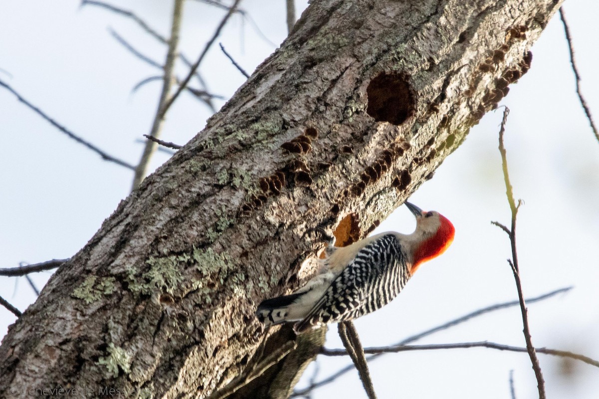 Red-bellied Woodpecker - ML318429231