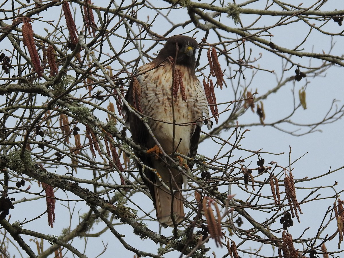 Red-tailed Hawk - ML318431261