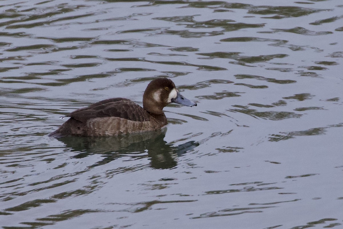 Greater Scaup - Aaron Roberge