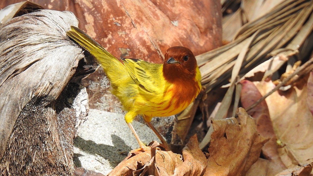 Yellow Warbler (Mangrove) - Yasmin Cerrud Henríquez