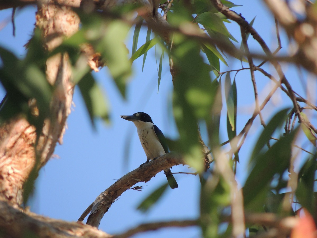 Forest Kingfisher - ML318435001