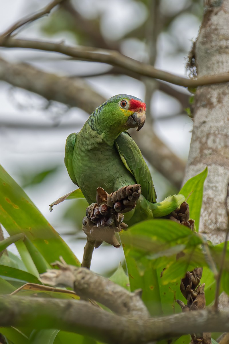 Red-lored Parrot - Tom Hamilton