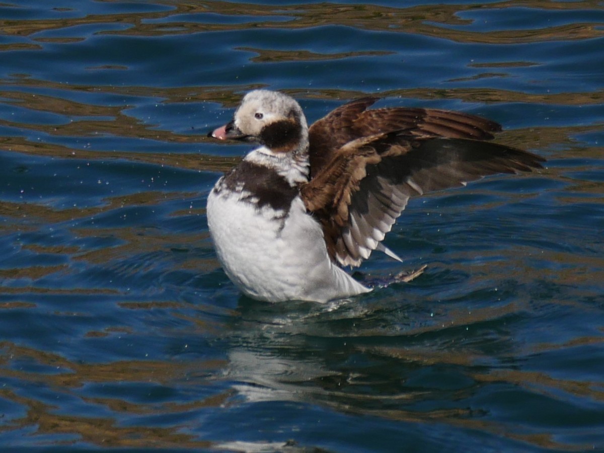 Long-tailed Duck - ML318438101