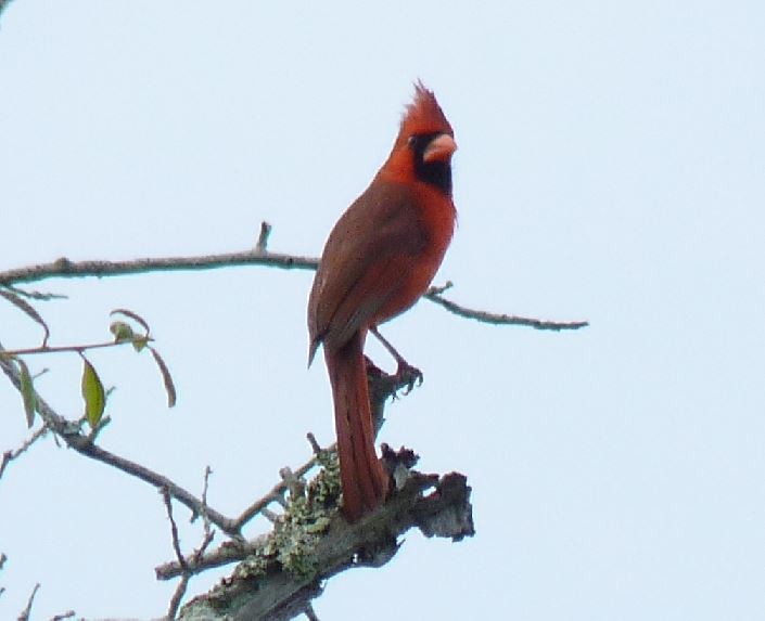 Northern Cardinal - Bill Pranty