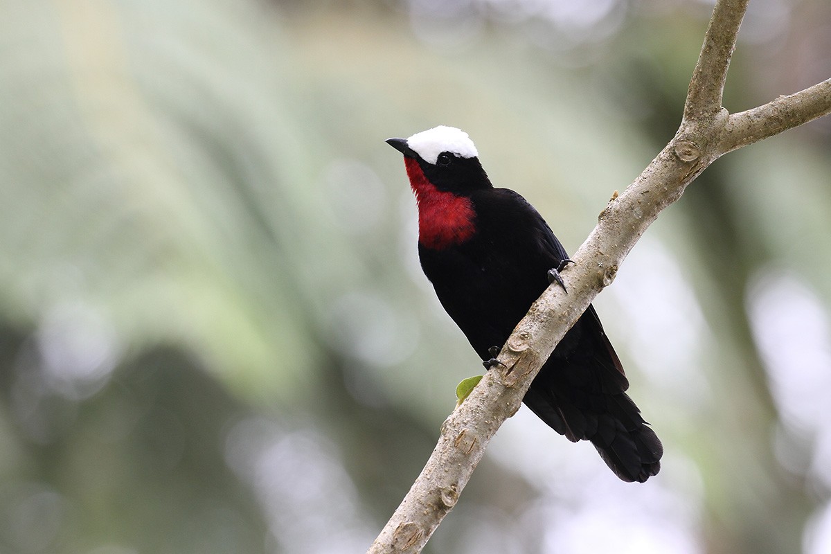 White-capped Tanager - Fabrice Schmitt