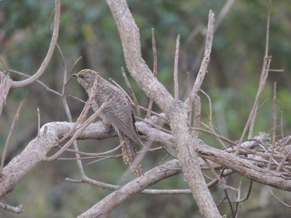 Brush Cuckoo (Australasian) - ML318448261