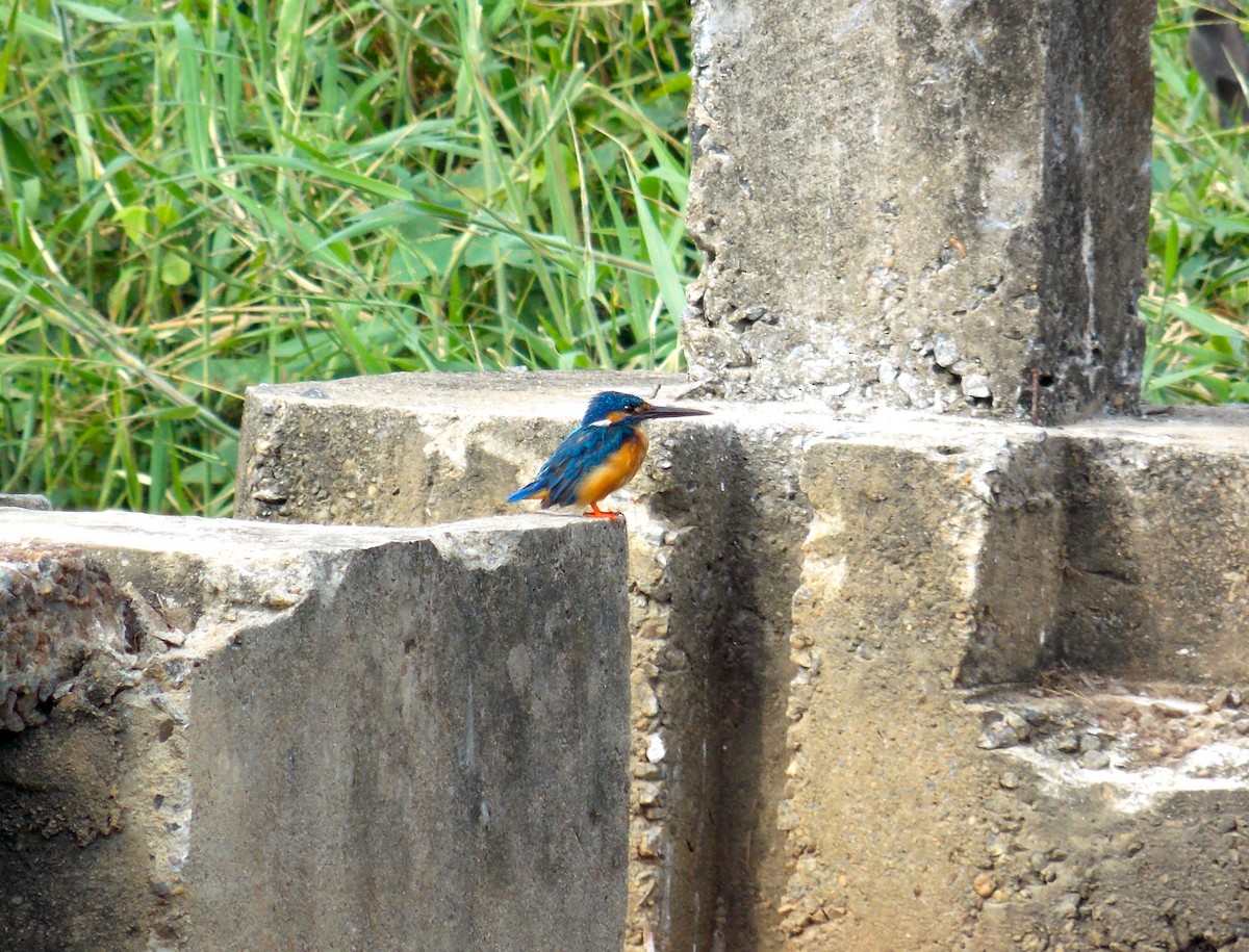Common Kingfisher - Kasun Bodawatta