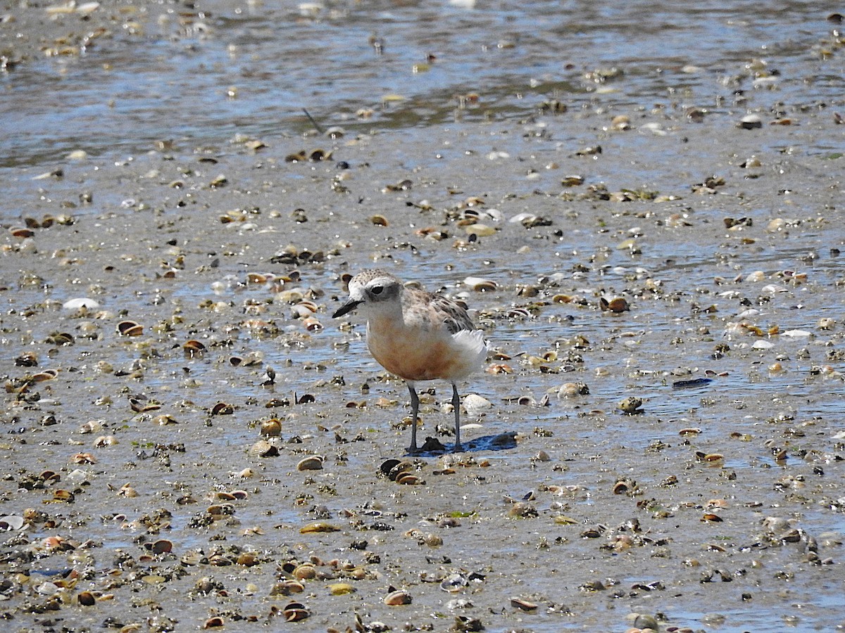 Red-breasted Dotterel - ML318462701