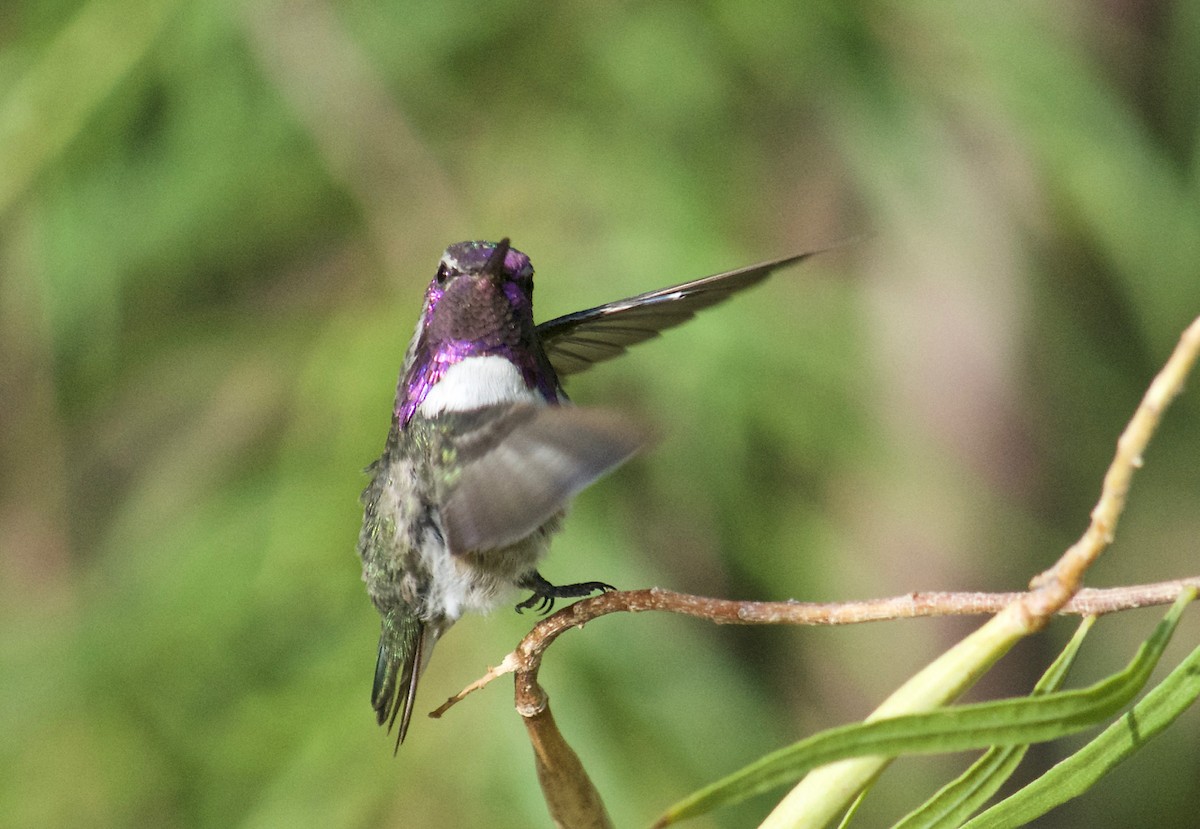 Costa's Hummingbird - John Weser