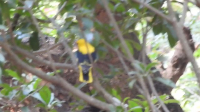 Indian Golden Oriole - ML318478441