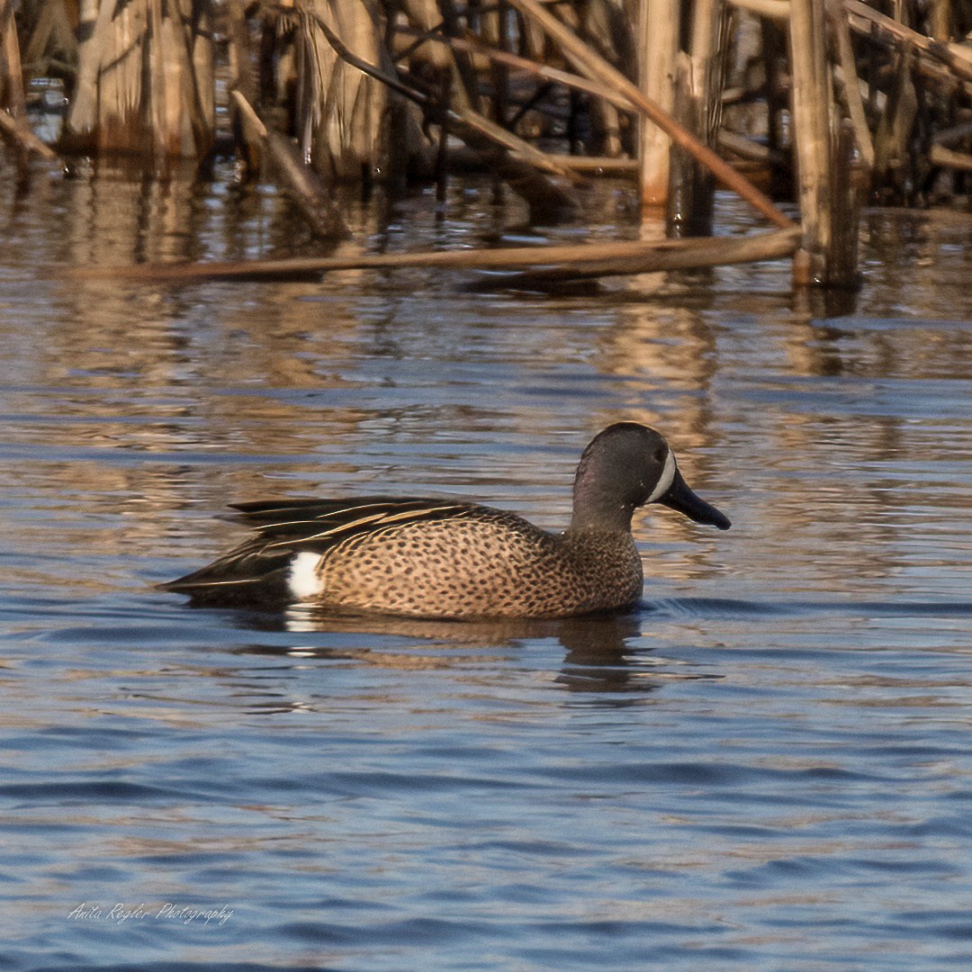 Blue-winged Teal - ML318479031