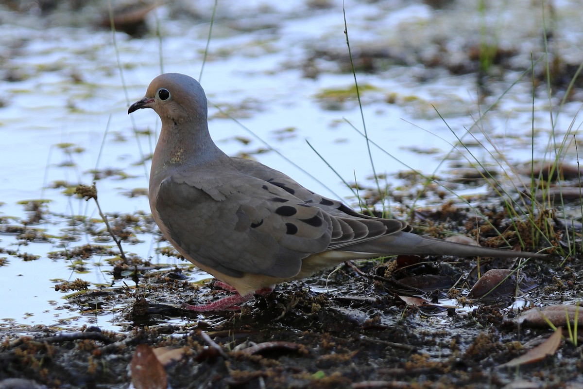 Mourning Dove - Don Brode