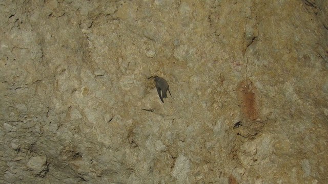 סנונית סלעים - ML318483671