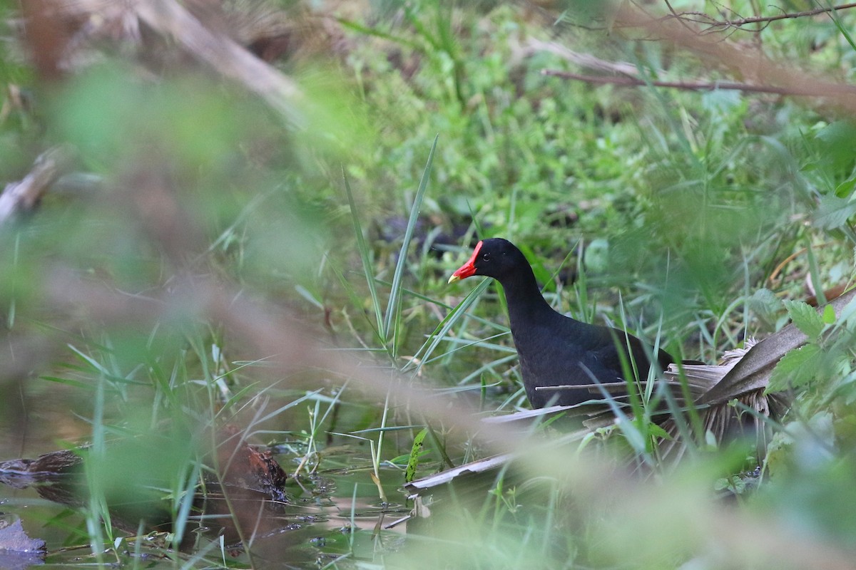 Common Gallinule - Don Brode
