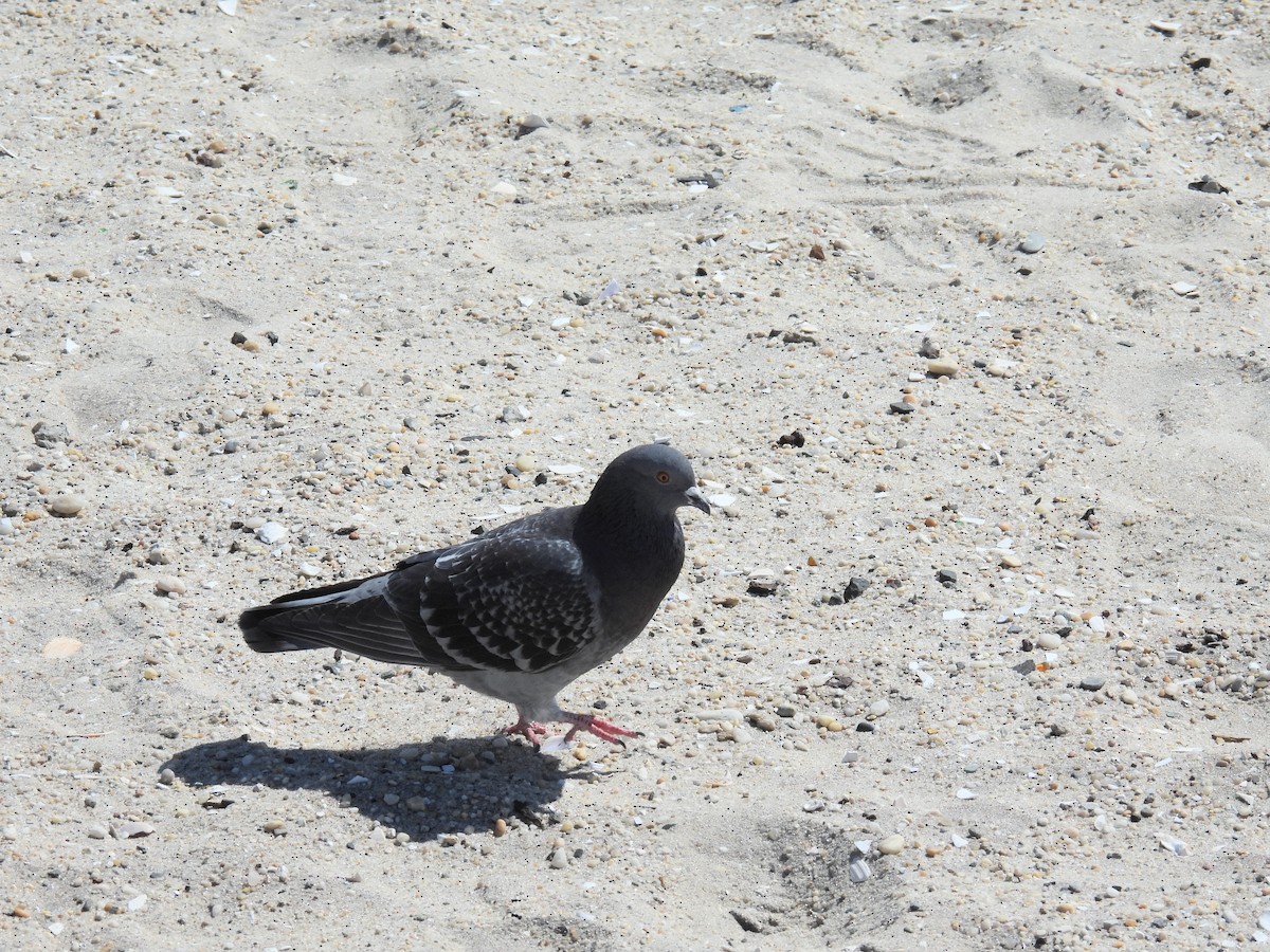 Rock Pigeon (Feral Pigeon) - Douglas Cioffi