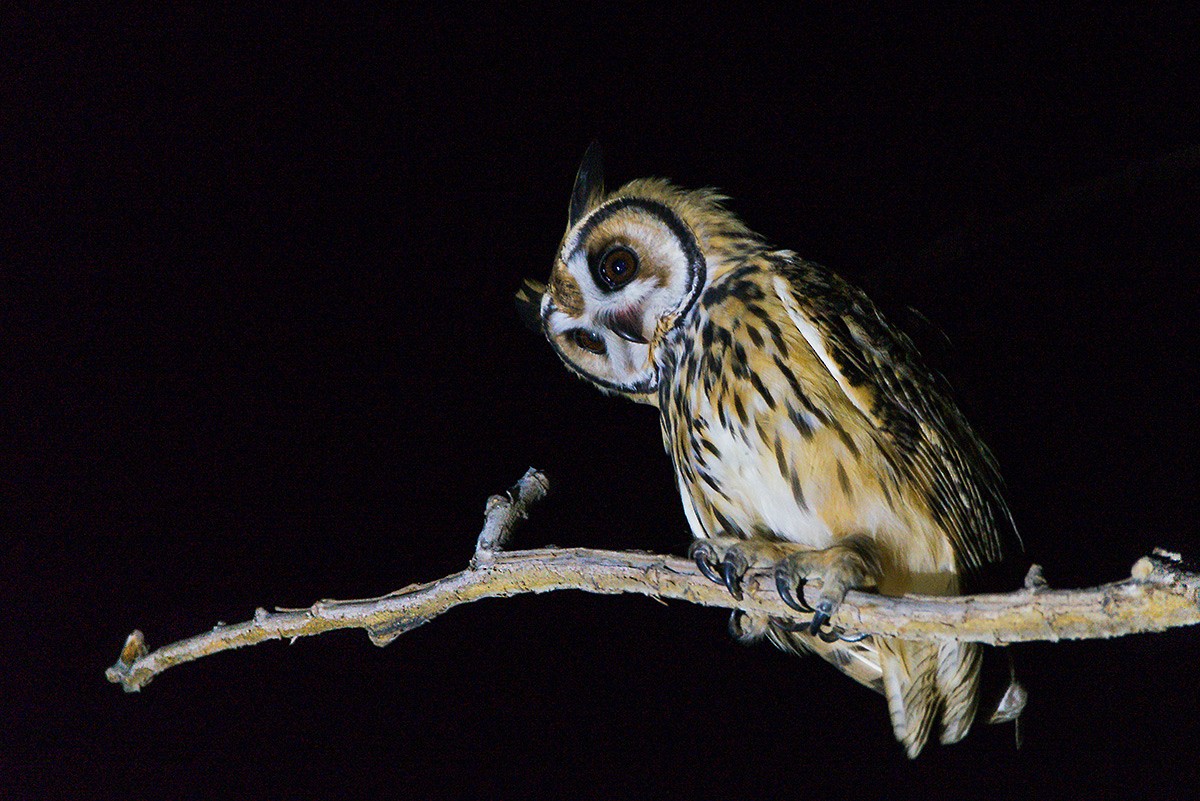 Striped Owl - ML318498041